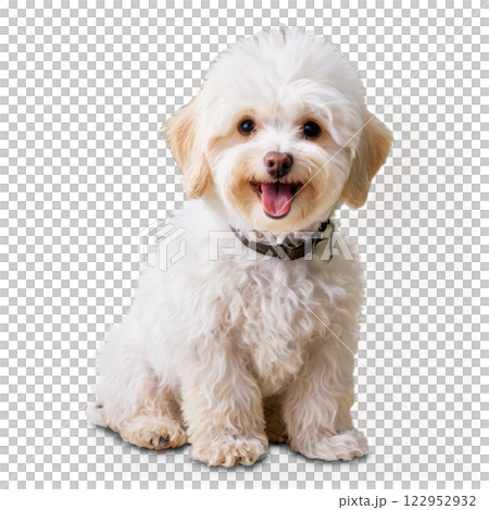Adorable fluffy white dog sitting happily on a light background 122952932
