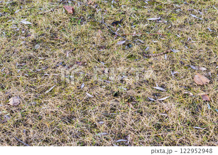 Close up shot of the weed grass Close up shot of the weed grass 122952948