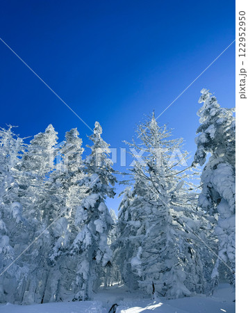 Winter landscape - frosty trees, fir trees in the winter forest in cold weather. Calm nature of winter forest under snowfall.  122952950