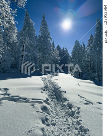 Winter landscape - frosty trees, fir trees in the winter forest in cold weather. Calm nature of winter forest under snowfall.  122952964