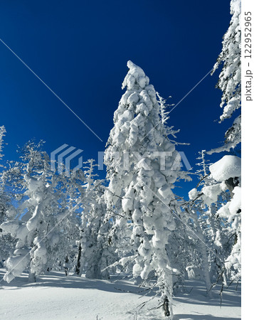 Winter landscape - frosty trees, fir trees in the winter forest in cold weather. Calm nature of winter forest under snowfall. Winter landscape - frosty trees, fir trees in the winter forest in cold weather. Calm nature of winter forest under snowfall. 122952965