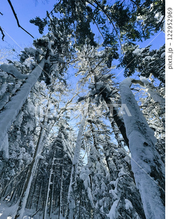 Winter landscape - frosty trees, fir trees in the winter forest in cold weather. Calm nature of winter forest under snowfall. Winter landscape - frosty trees, fir trees in the winter forest in cold weather. Calm nature of winter forest under snowfall. 122952969