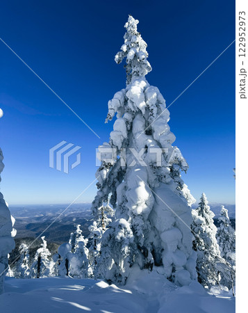 Winter landscape - frosty trees, fir trees in the winter forest in cold weather. Calm nature of winter forest under snowfall.  122952973