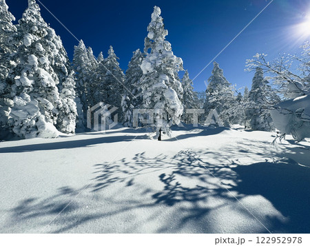Winter landscape - frosty trees, fir trees in the winter forest in cold weather. Calm nature of winter forest under snowfall.  122952978