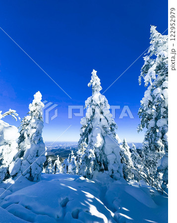 Winter landscape - frosty trees, fir trees in the winter forest in cold weather. Calm nature of winter forest under snowfall.  122952979