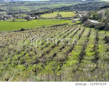 Vineyard landscape in green fields. Mediterranean agriculture in spring, vineyard in the highlands. Vineyard landscape in green fields. Mediterranean agriculture in spring, vineyard in the highlands. 122953219