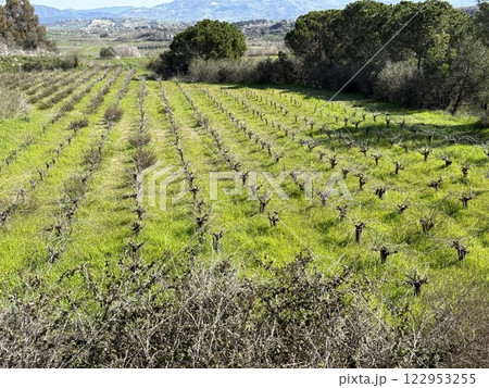 Vineyard landscape in green fields. Mediterranean agriculture in spring, vineyard in the highlands. 122953255