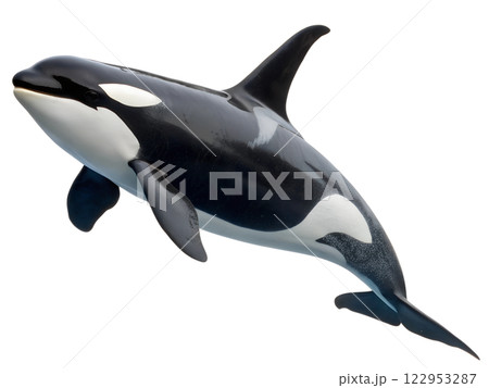 Killer whale isolated on the transparent background. Marine underwater wildlife 122953287