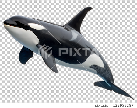 Killer whale isolated on the transparent background. Marine underwater wildlife 122953287