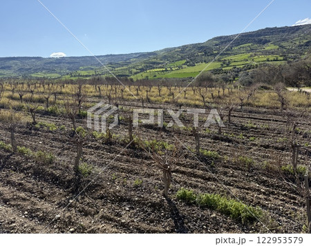 Vineyard landscape in green fields. Mediterranean agriculture in spring, vineyard in the highlands. Vineyard landscape in green fields. Mediterranean agriculture in spring, vineyard in the highlands. 122953579