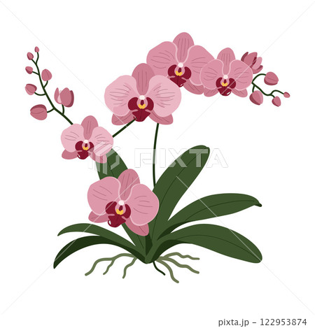 Pink orchid flowers in a detailed flat design vector illustration Pink orchid flowers in a detailed flat design vector illustration 122953874