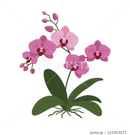 Elegant orchid flower arrangement in flat vector art style vector illustration 122953875