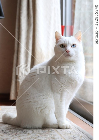 窓際の白猫 122955540
