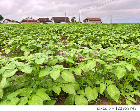 A Green potato field during spring. Food. Nature background A Green potato field during spring. Food. Nature background 122955745
