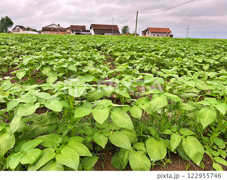 A Green potato field during spring. Food. Nature background 122955746