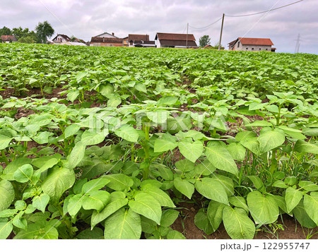 A Green potato field during spring. Food. Nature background 122955747