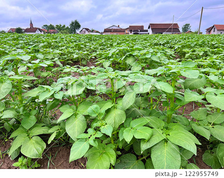 A Green potato field during spring. Food. Nature background A Green potato field during spring. Food. Nature background 122955749