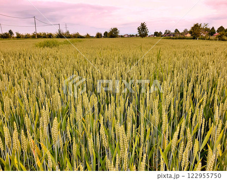View over wheat field during spring. Nature background View over wheat field during spring. Nature background 122955750