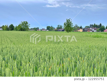 View over wheat field during spring. Nature background 122955751