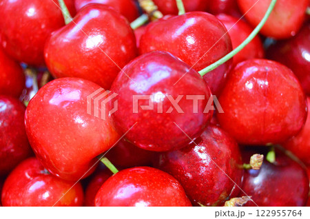 Close up of pile of ripe cherries with stalks and leaves Close up of pile of ripe cherries with stalks and leaves 122955764