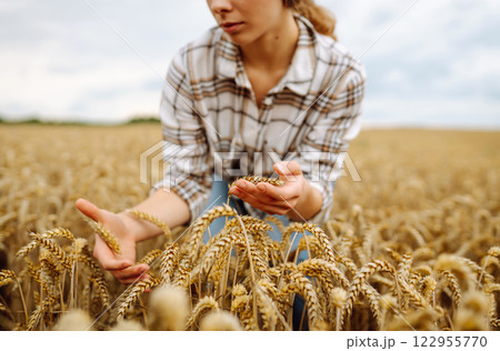 A woman agronomist studies the golden harvest of wheat on an agricultural field. Agriculture. 122955770