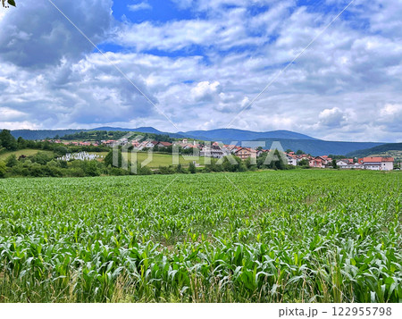 Green corn field 122955798