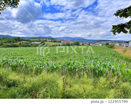 Green corn field Green corn field 122955799