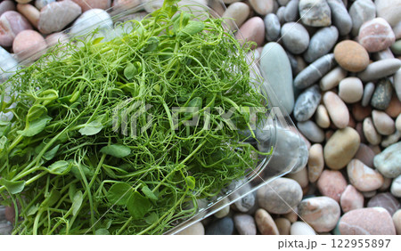 Closeup View Of Pea Microgreens Bunch In A Plastic Transparent Container On Smooth Stones. Stock Photo For Healthy Nutrition Background Closeup View Of Pea Microgreens Bunch In A Plastic Transparent Container On Smooth Stones. Stock Photo For Healthy Nutrition Background 122955897
