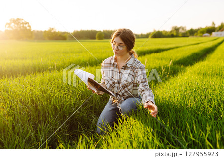 Ears of green wheat in the hands of a farmer. New harvest concept. 122955923