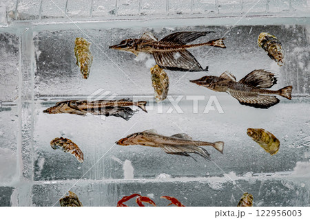 北海道　大通り　雪まつりの風景 122956003