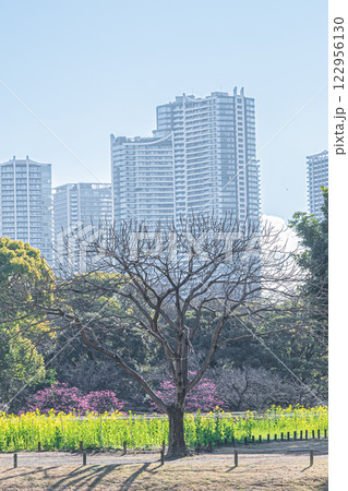 東京　浜離宮恩賜庭園の風景 122956130