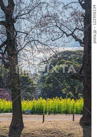 東京 浜離宮恩賜庭園の風景 東京 浜離宮恩賜庭園の風景 122956134