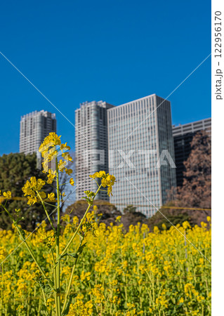 東京 浜離宮恩賜庭園 東京 浜離宮恩賜庭園 122956170