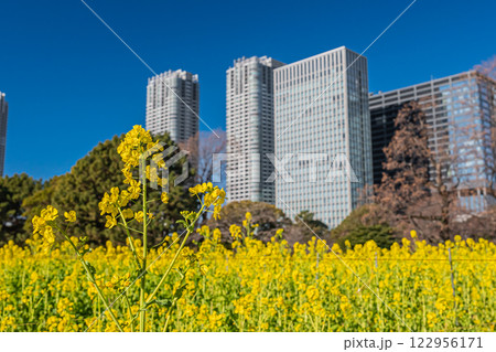 東京　浜離宮恩賜庭園 122956171