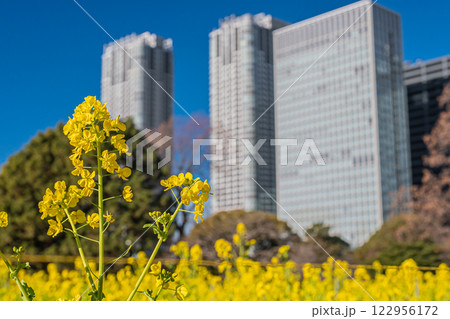 東京　浜離宮恩賜庭園 122956172