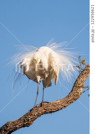 white and white portrait of a white and blue heron 122956621