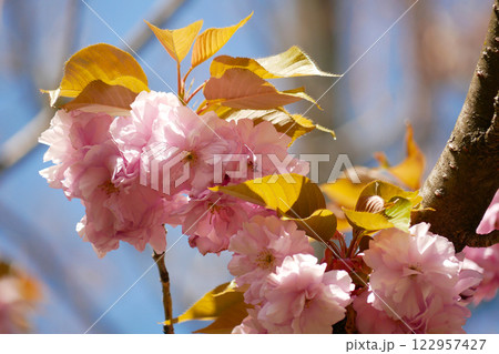 Sakura cherry blossom in Vienna. Spring concept 122957427