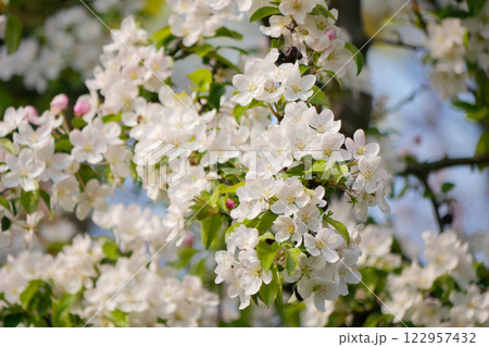 Sakura cherry tree blossom in Vienna. Spring concept 122957432