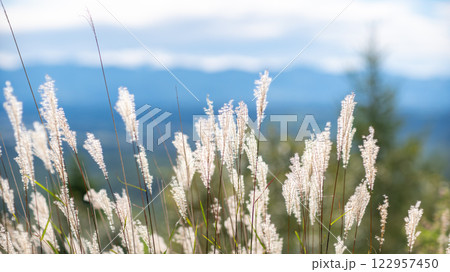 柔らかく夢のような自然の風景、空に向かって伸びる細い草の茎 柔らかく夢のような自然の風景、空に向かって伸びる細い草の茎 122957450
