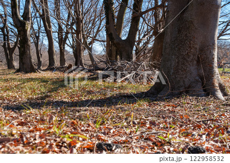 森の落ち葉 122958532