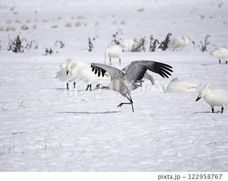 クロヅルの飛び立ち 122958767