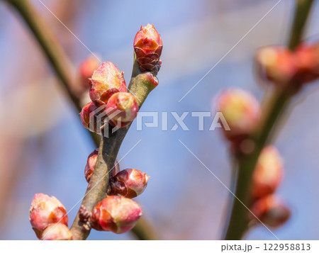 梅の花の蕾クローズアップ10 梅の花の蕾クローズアップ10 122958813