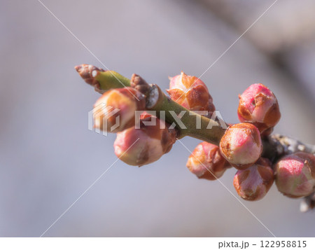 梅の花の蕾クローズアップ12 梅の花の蕾クローズアップ12 122958815