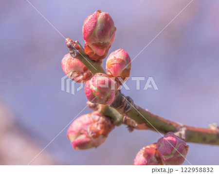 梅の花の蕾クローズアップ03 122958832