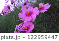 秋の日差しに咲くピンクのコスモス 122959447