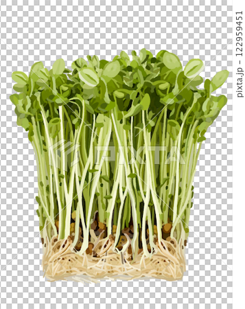 Bean sprouts Bean sprouts 122959451