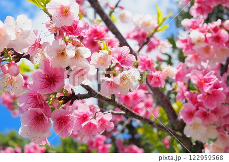 【沖縄】寒緋桜 122959568