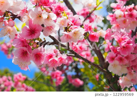 【沖縄】寒緋桜 【沖縄】寒緋桜 122959569