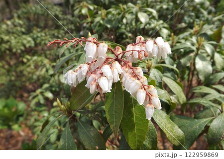 アセビ アセビ 122959869