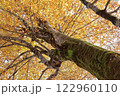 大きな秋のブナ 122960110